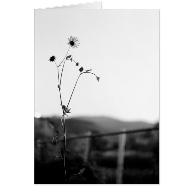 Solo Flower (Voorkant)