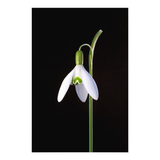 Solo Perfection Foto Afdruk (Voorkant)