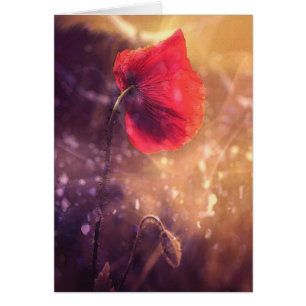 Solo Poppy Early Morning-kaarten