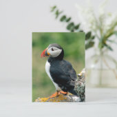 Solo Puffin Briefkaart (Staand voorkant)