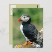 Solo Puffin Briefkaart (Voorkant / Achterkant)