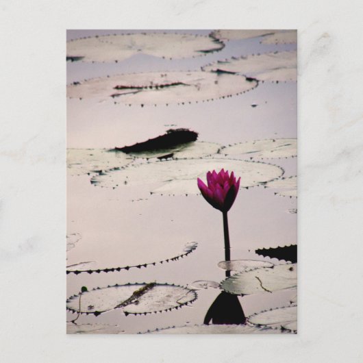 Solo-tus | Cambodja Briefkaart (Voorkant)