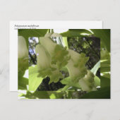 solomonenzegel briefkaart (Voorkant / Achterkant)