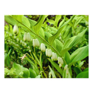 Solomons Seal Foto Afdruk