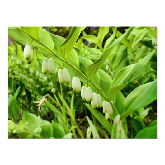 Solomons Seal Foto Afdruk (Voorkant)