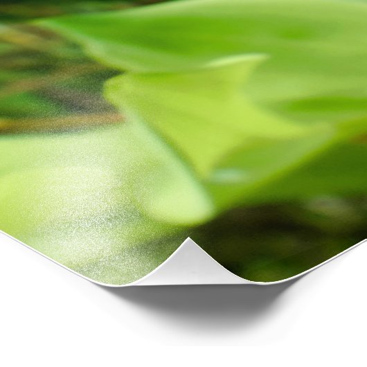 Solomons Seal Foto Afdruk (Hoek)