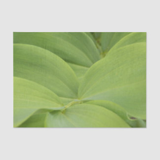 Solomons Seal Tissuepapier