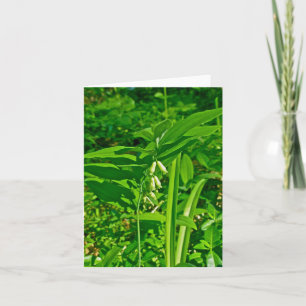 Solomon's Seal Wildflower Note Kaart