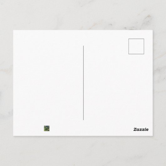 Solstice Chickadee Briefkaart (Achterkant)