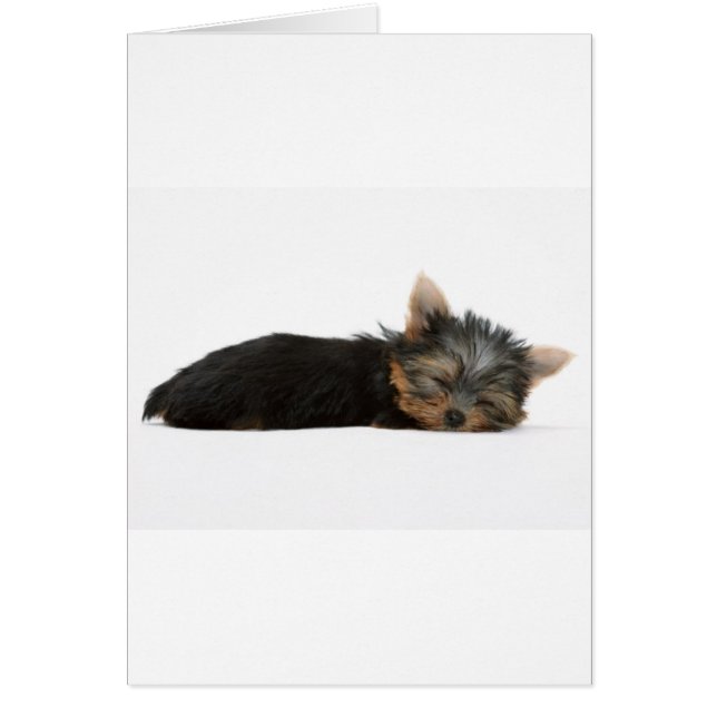 Sommeil de chiot de Yorkie (Devant)
