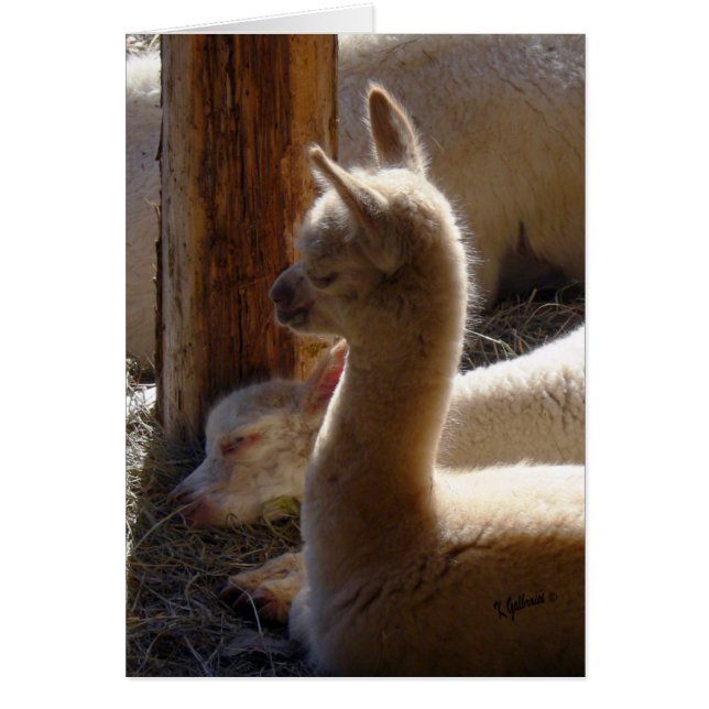 Sommeil de Cria (Devant)