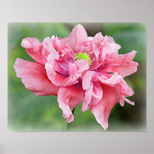 Somniferum Poppy Portrait Poster (Voorkant)