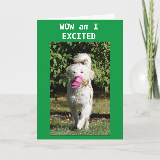 SON TURNS 16 KREGEN OM TE ZEGGEN DAT ZICHTBAAR. KAART (Voorkant)