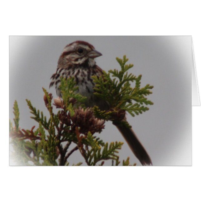 Song Bird (Voorkant Horizontaal)