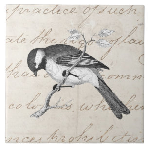 Song Bird Illustration - 1800's Birds Text Tegeltje