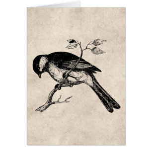 Song Bird Illustration - Birds 1800