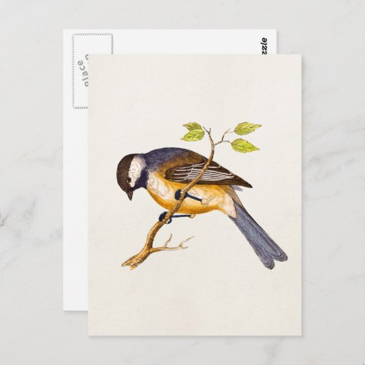 Song Bird Illustration - Birds 1800 Briefkaart (Voorkant / Achterkant)