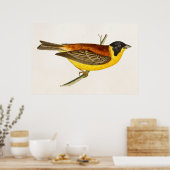 Song Bird Illustration - Birds 1800 Poster (Keuken)