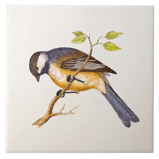  Song Bird Illustration - Birds 1800 Tegeltje (Voorkant)