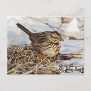 Song Sparrow Briefkaart