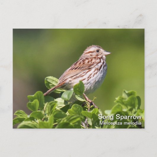 Song Sparrow Briefkaart (Voorkant)