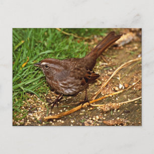 Song Sparrow Briefkaart