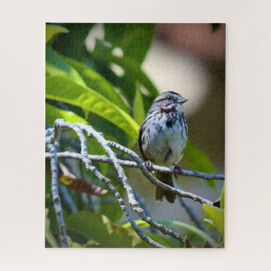 Song Sparrow Legpuzzel