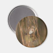 Song Sparrow Magnet Magneet (Voorkant / Achterkant)