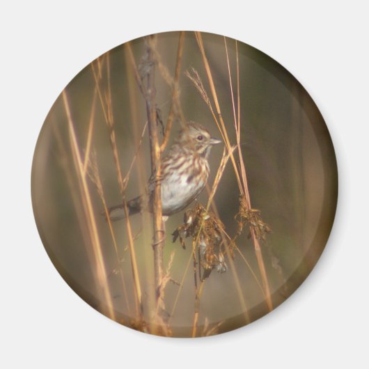 Song Sparrow Magnet Magneet (Voorkant)