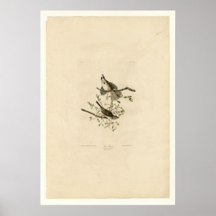 Song Sparrow Poster