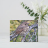 Song Thrush Briefkaart (Staand voorkant)