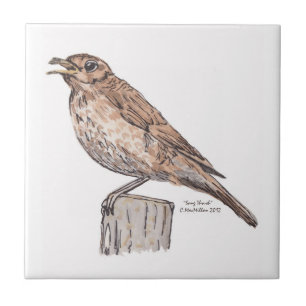 Song Thrush Tile Tegeltje