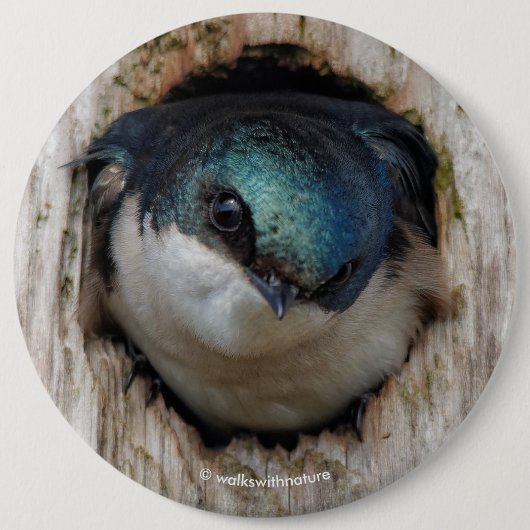 Songbird in Nestbox Ronde Button 6,0 Cm (Voorkant)