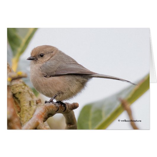 Songvogel op de perenboom (Voorkant Horizontaal)