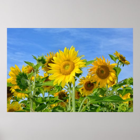 Sonnenblumen Poster (Voorkant)