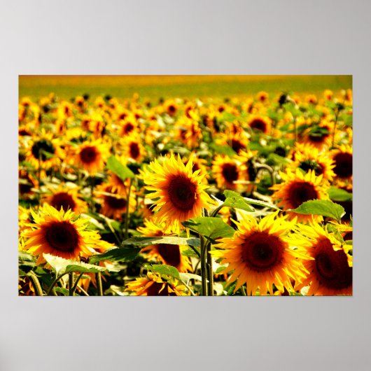 Sonnenblumenfeld Poster (Voorkant)