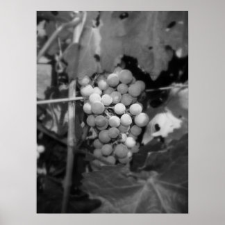 Sonoma-druiven Poster