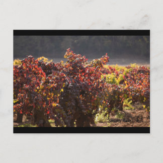 Sonoma Valley - Zinfandel Briefkaart