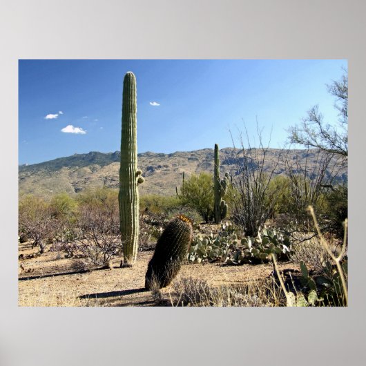 Sonoran Desert 03 poster (Voorkant)