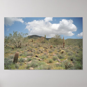 Sonoran Desert Pastoral Art Imprimer Photo Posters