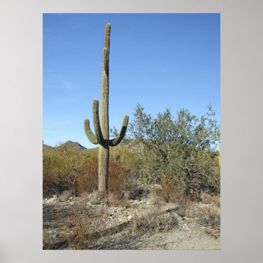 Sonoran Desert Scene 07 poster (Voorkant)