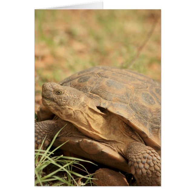 Sonoran Desert Tortoise (Voorkant)