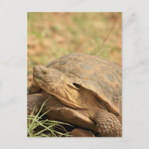 Sonoran Desert Tortoise Briefkaart