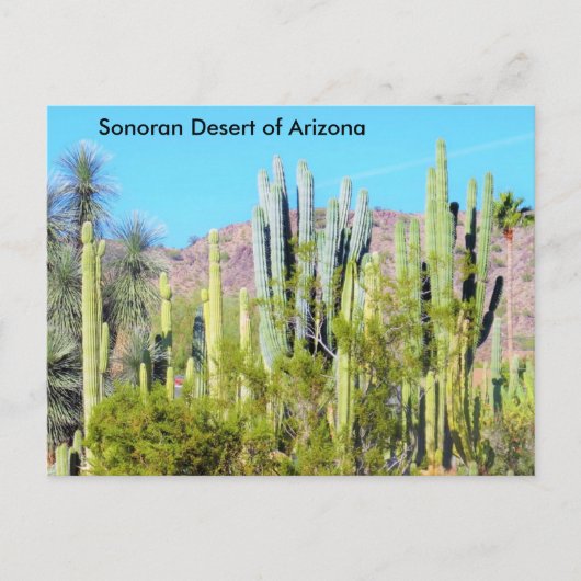 Sonoran Desert van Arizona Briefkaart (Voorkant)