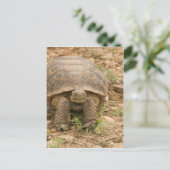 Sonoran Deset Tortoise Briefkaart (Staand voorkant)