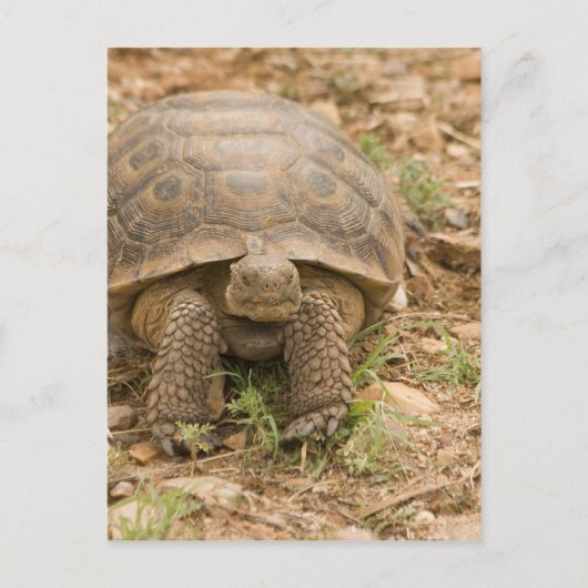 Sonoran Deset Tortoise Briefkaart (Voorkant)