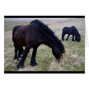 Sont tombés les poneys