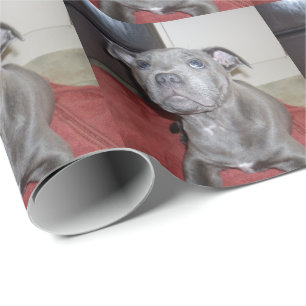 Sooky Blue Staffordshire Bull Terrier Puppy, Cadeaupapier