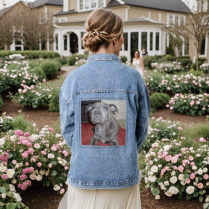 Sooky Blue Staffordshire Bull Terrier Puppy, Denim Jacket