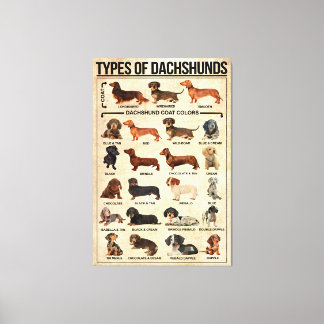 Soorten Dachshunds Dog Poster, dachshunds gekend Canvas Afdruk